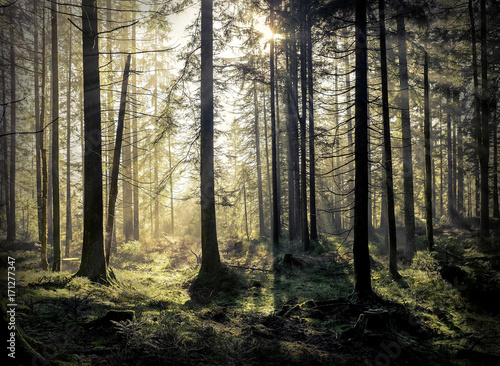 Wallpaper Mural Beautiful forest view at morning. Sun peeps out through the tree Torontodigital.ca