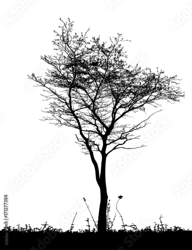 Realistic tree silhouette  Vector illustration .ai10