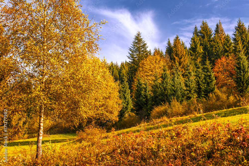 Background of trees at the edge of a forest in autumn colors.