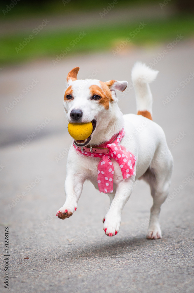 Jack Russell Terrier dog playing ball for a walk in the park Jack Russell Terrier dog playing ball for a walk in the park