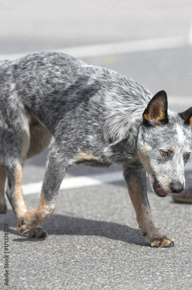 Australian Shepherd Dog Australian Shepherd Dog