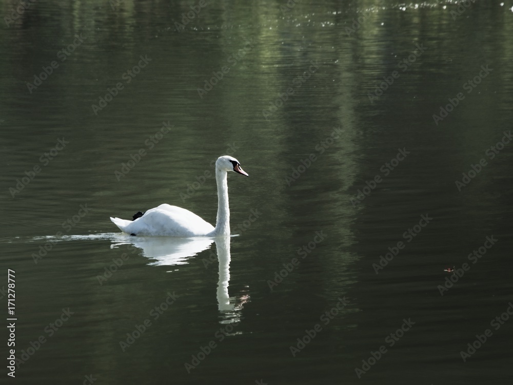Fototapeta premium Lone swan floating on the dark river