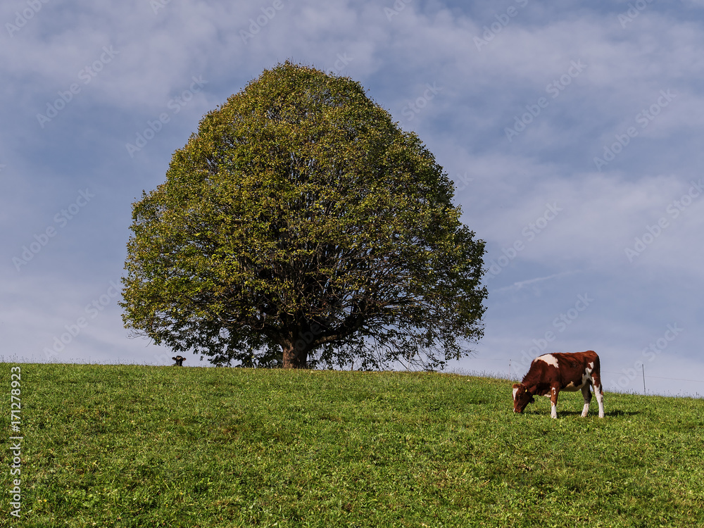 Linde auf Viehweide Stock Photo Adobe Stock