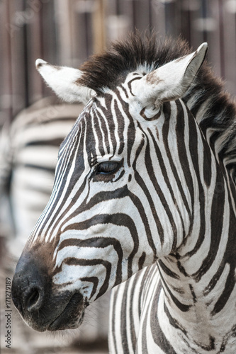 Zebra head profile.
