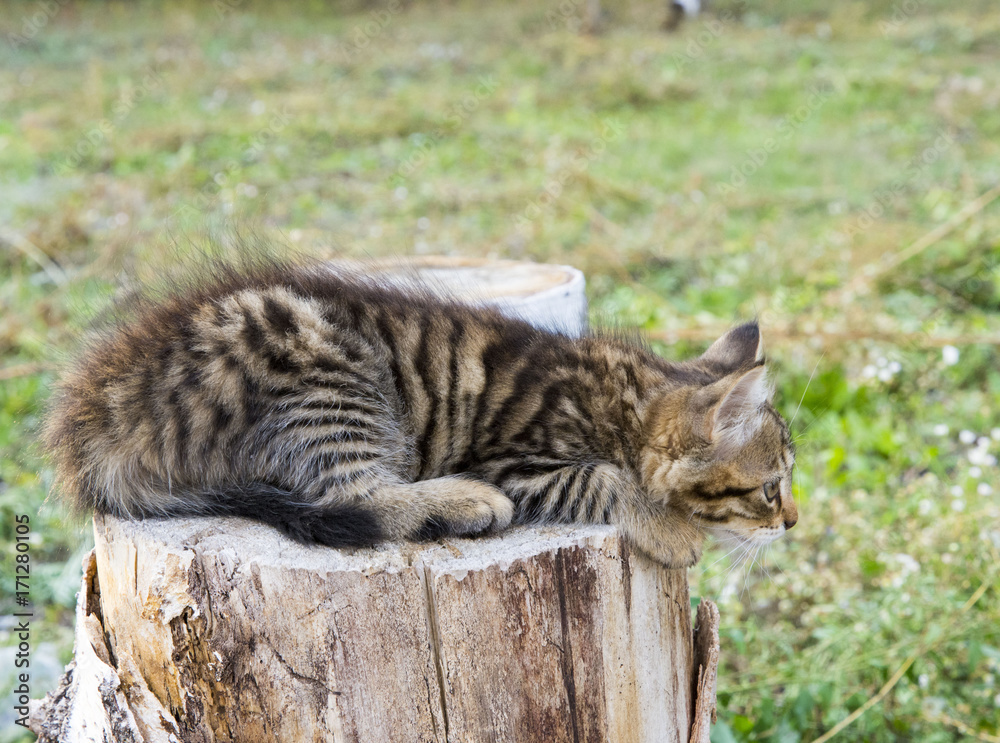 Cute fluffy tabby kitten playing on the tree stump