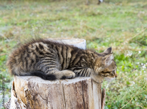 Cute fluffy tabby kitten playing on the tree stump © Evlita