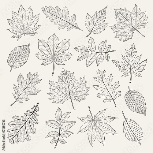 Hand drawn leafs set. Vector illustration