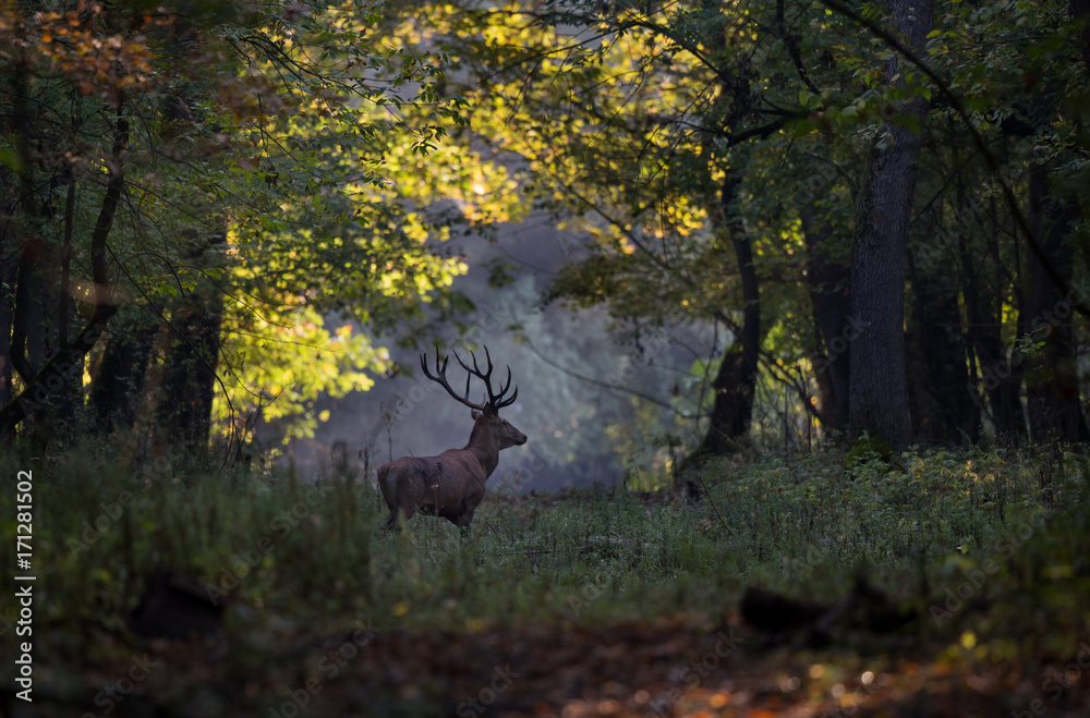 Red deer walking in forest
