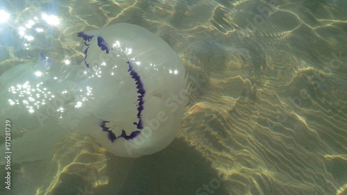 medusa in acqua bassa photo