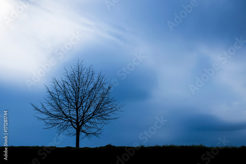 Silhouette of a lonely tree