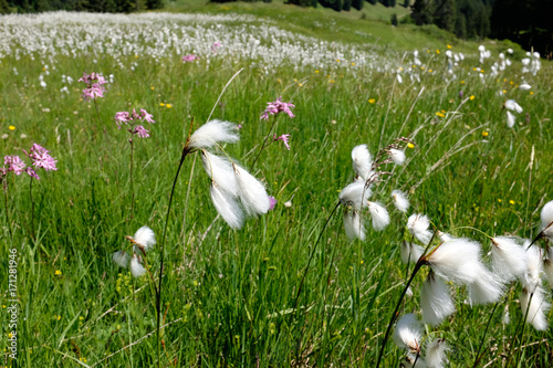 Marsh cotton grass in the german Alps. Allgaeu