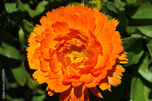 Beautiful orange flower on the north of Thailand