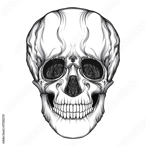 Human skull realistic hand drawing isolated