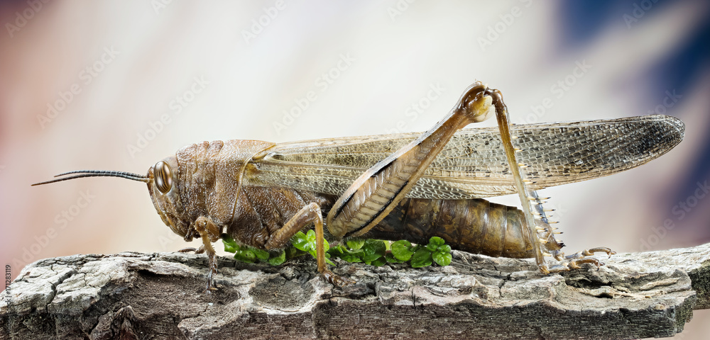 Focus Stacking - Migratory Locust, Locust, Locusta migratoria Focus Stacking - Migratory Locust, Locust, Locusta migratoria