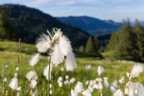 Marsh cotton grass in the german Alps. Allgaeu