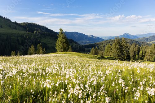 Marsh cotton grass in the german Alps. Allgaeu