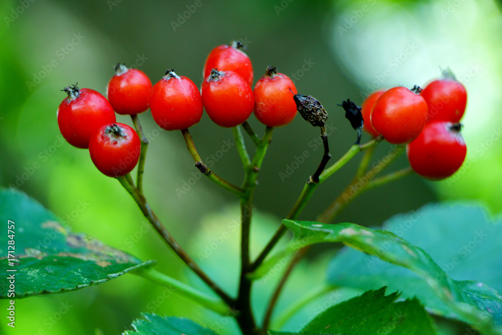 Fototapeta premium Red Berries on Plant