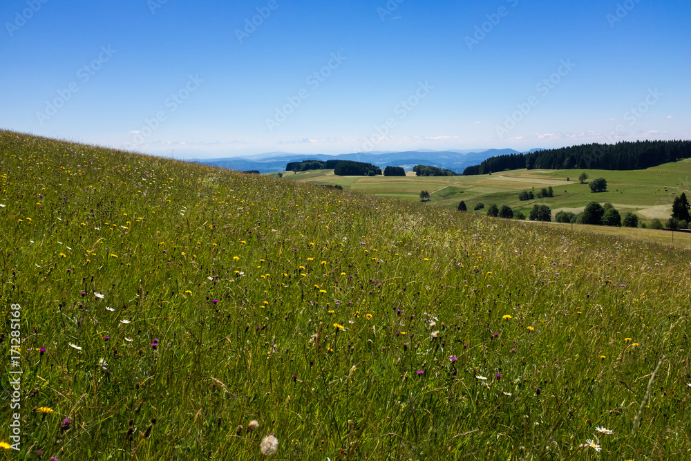 Meadow in the Black Forest, Germany Meadow in the Black Forest, Germany