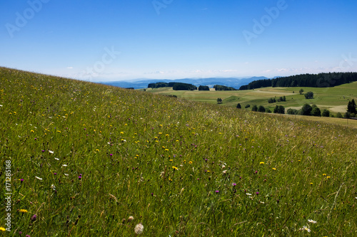 Meadow in the Black Forest, Germany