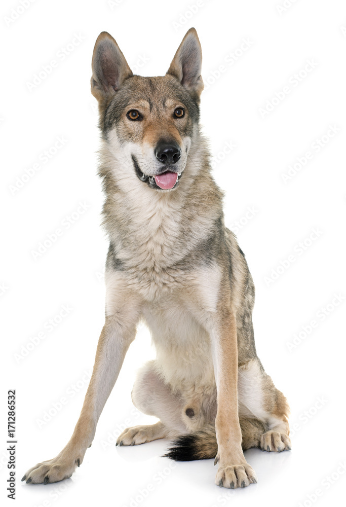 czechoslovakian wolf dog czechoslovakian wolf dog