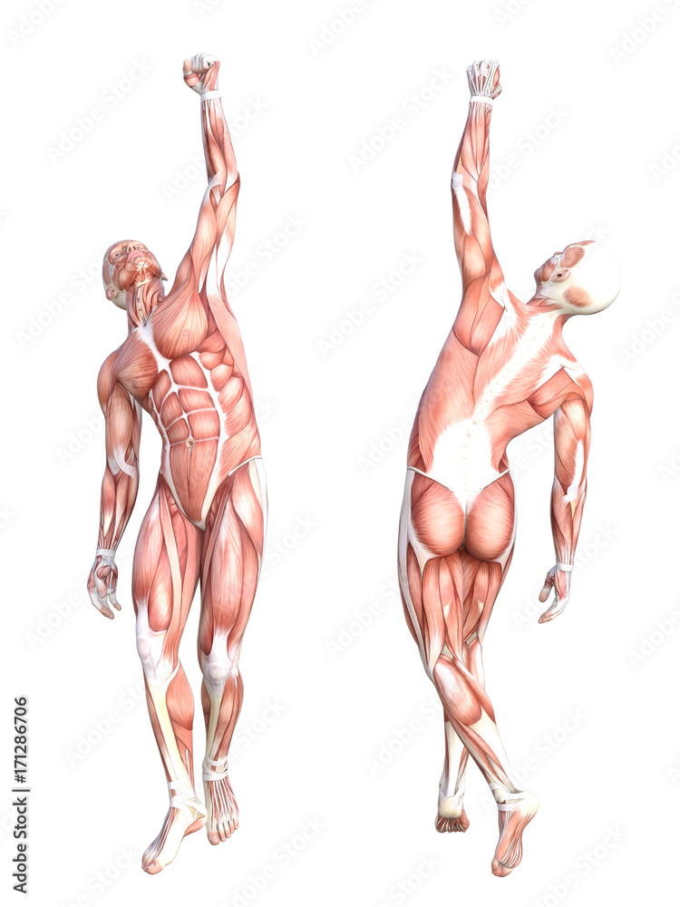 Conceptual anatomy healthy skinless human body muscle system set. Athletic young adult man posing for education, fitness sport, medicine isolated on white background. Biology science 3D illustration Conceptual anatomy healthy skinless human body muscle system set. Athletic young adult man posing for education, fitness sport, medicine isolated on white background. Biology science 3D illustration