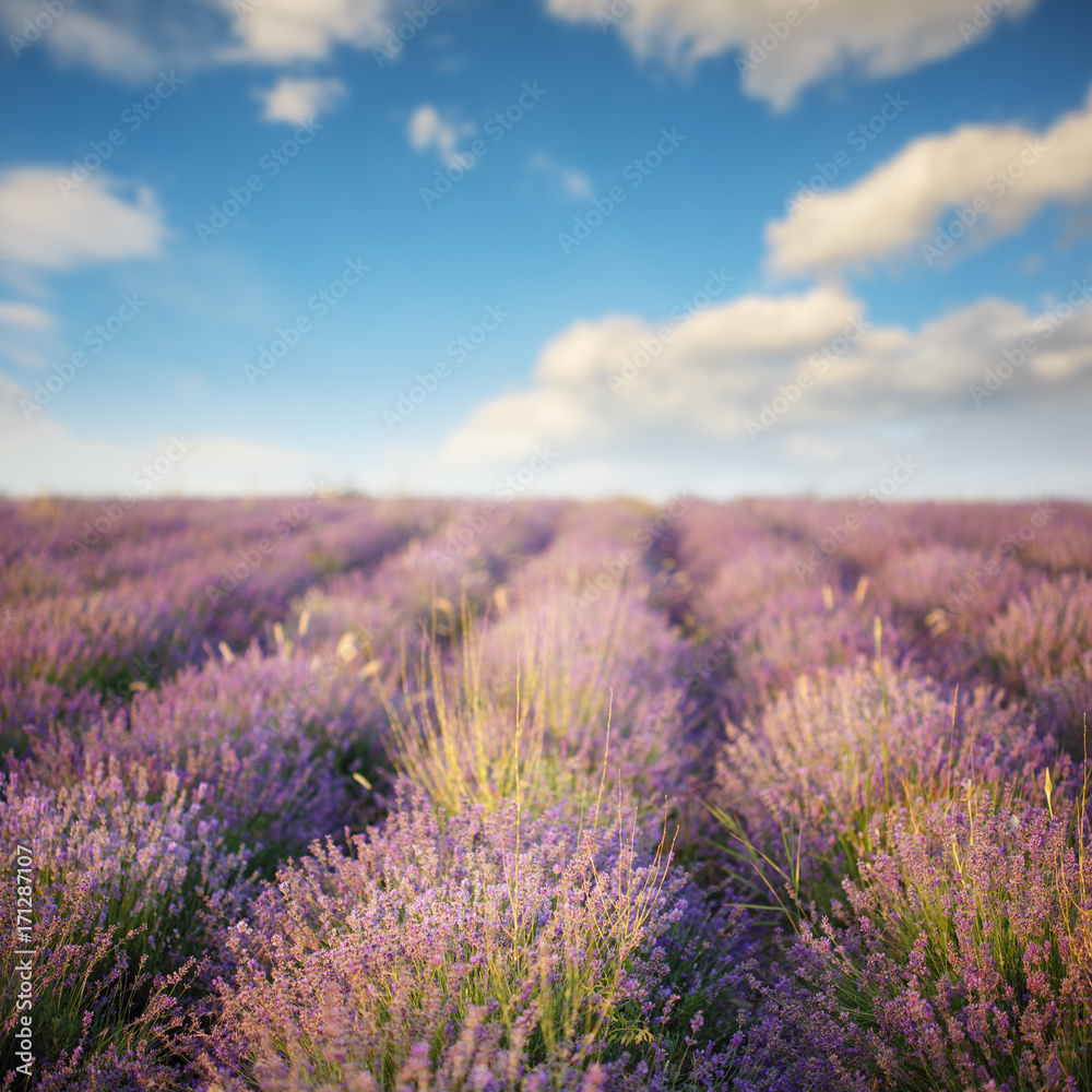 Summer lavender field