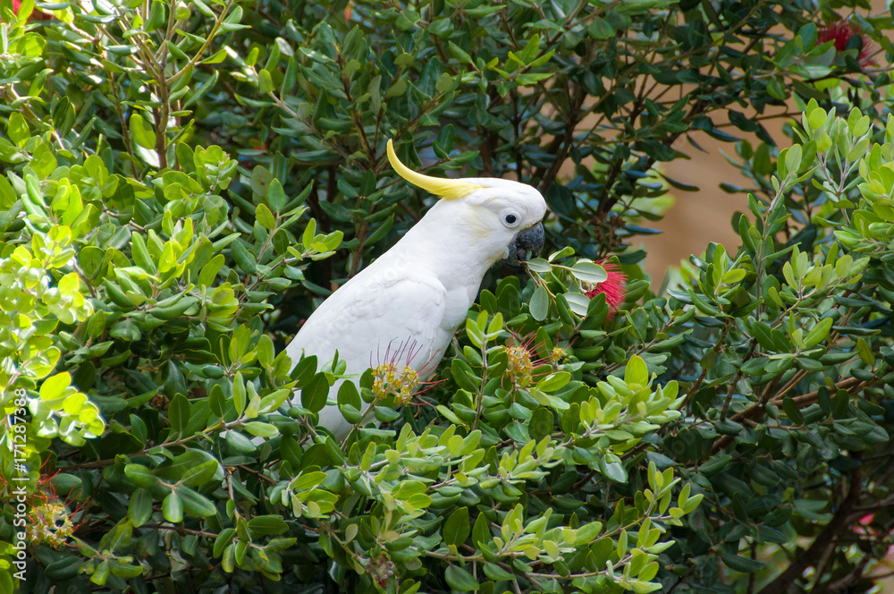 Cockatoo parrot bird on banksia tree