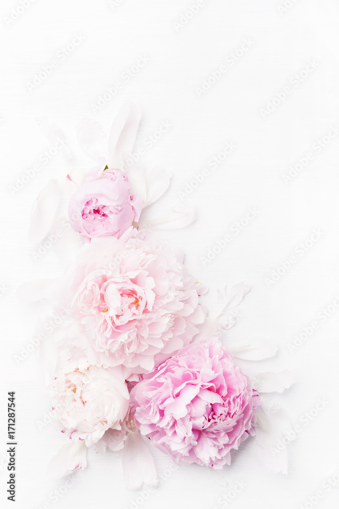 Obraz premium beautiful pink peony flower background