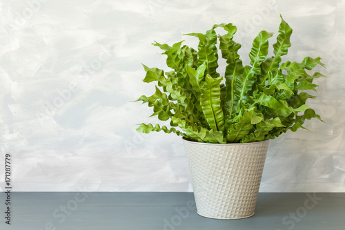 houseplant Asplenium nidus in flowerpot photo