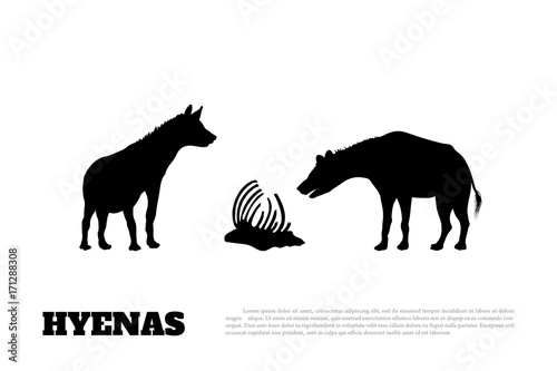 Detail of black hyena silhouette on a white background. African animals.