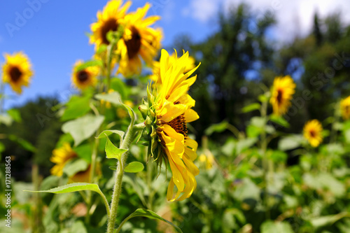 Sunflower in Profile