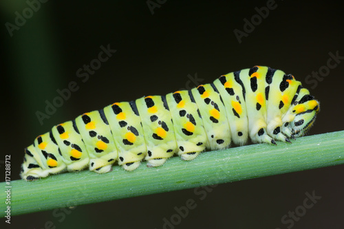 Macro photo of Swallowtail butterfly caterpillar on stem with black background