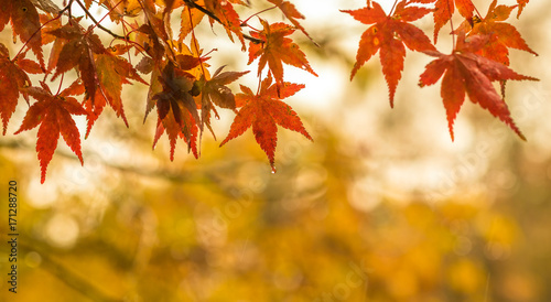 autumnal background, slightly defocused red maple leaves with water drops