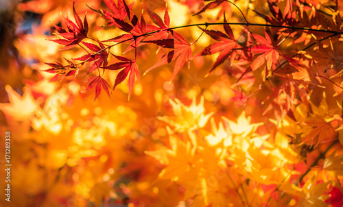 autumn leaves  very shallow focus