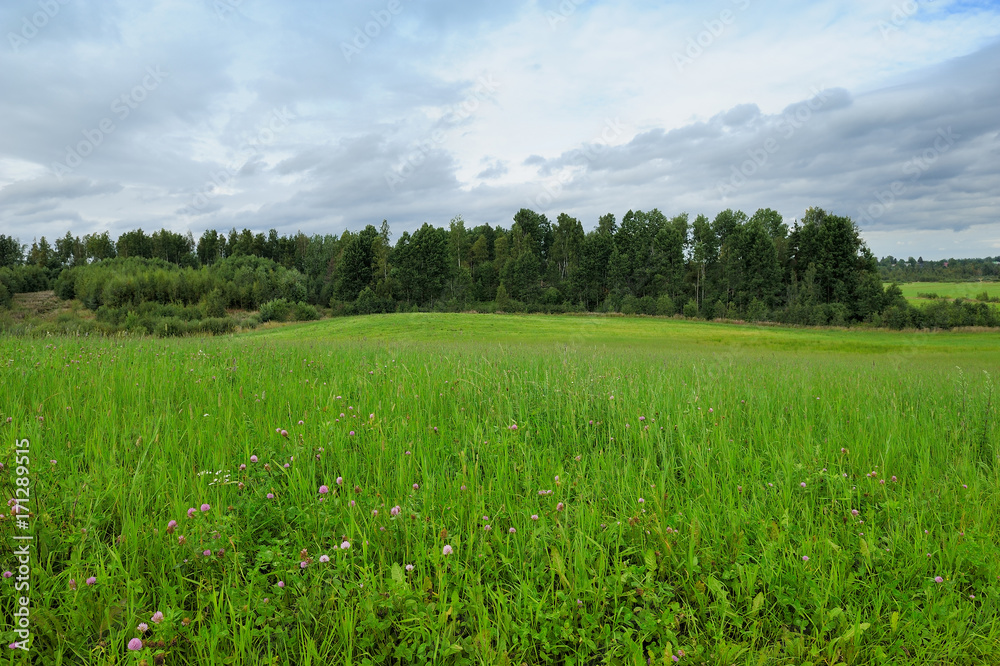 green field in thick weather in early autumn green field in thick weather in early autumn
