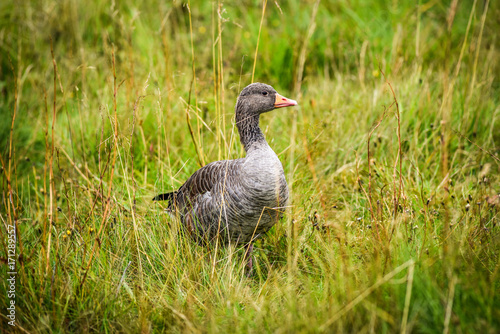 A gray goose sitting in the grass and looking around for food