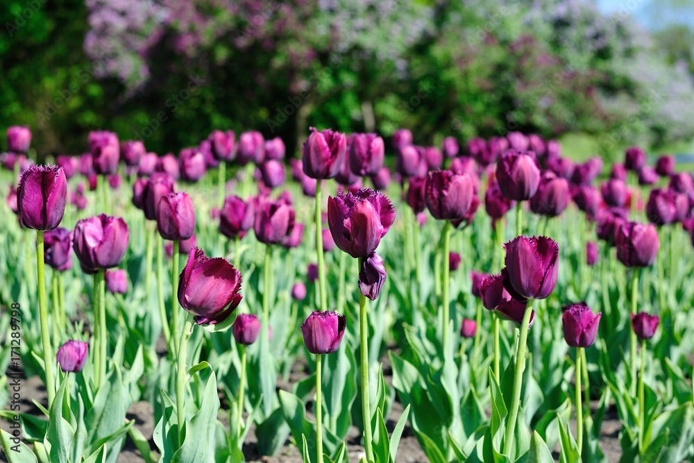 The tulip field The tulip field