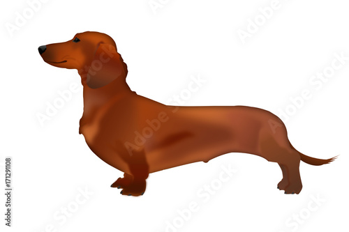 Insulated dog Dachshund in profile. Dog Dachshund stands on a white background.