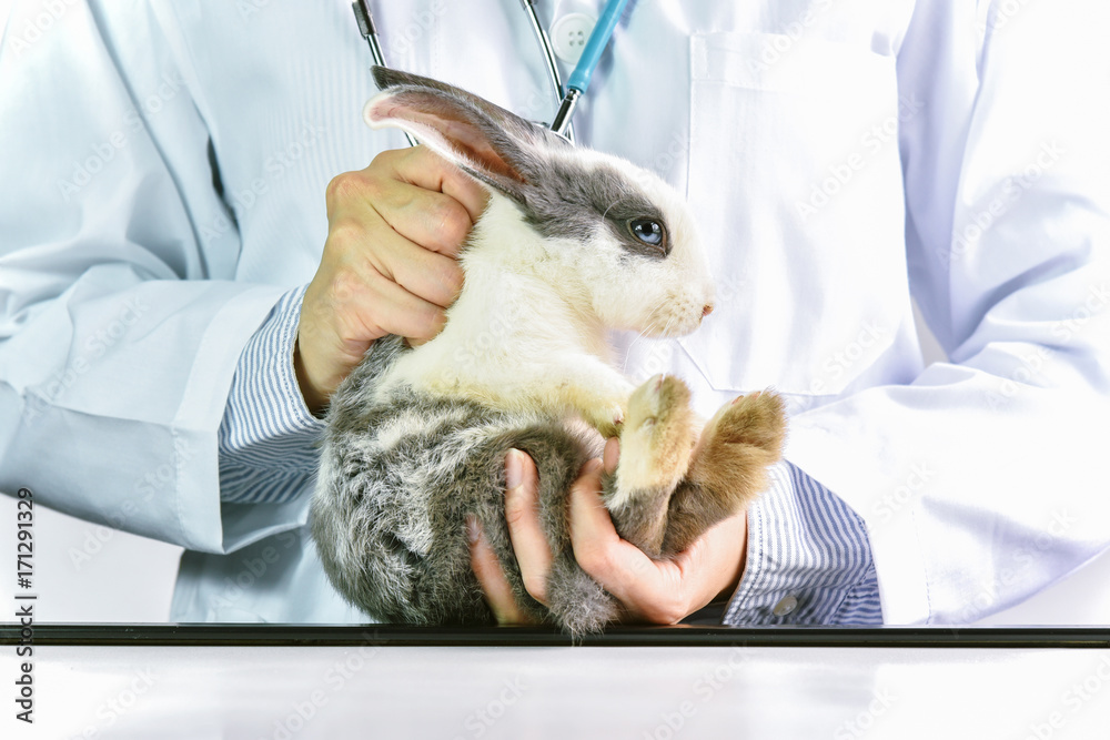 How to hold the rabbit pet correctly, Vet show the proper way to pick ...