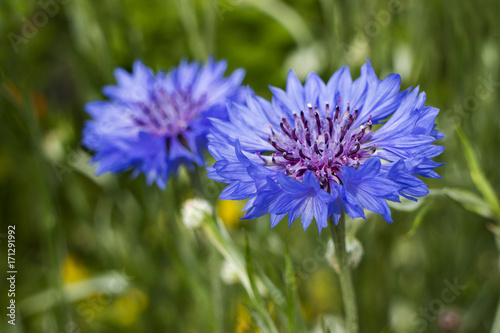 Fototapeta Naklejka Na Ścianę i Meble -   Blue cornflower