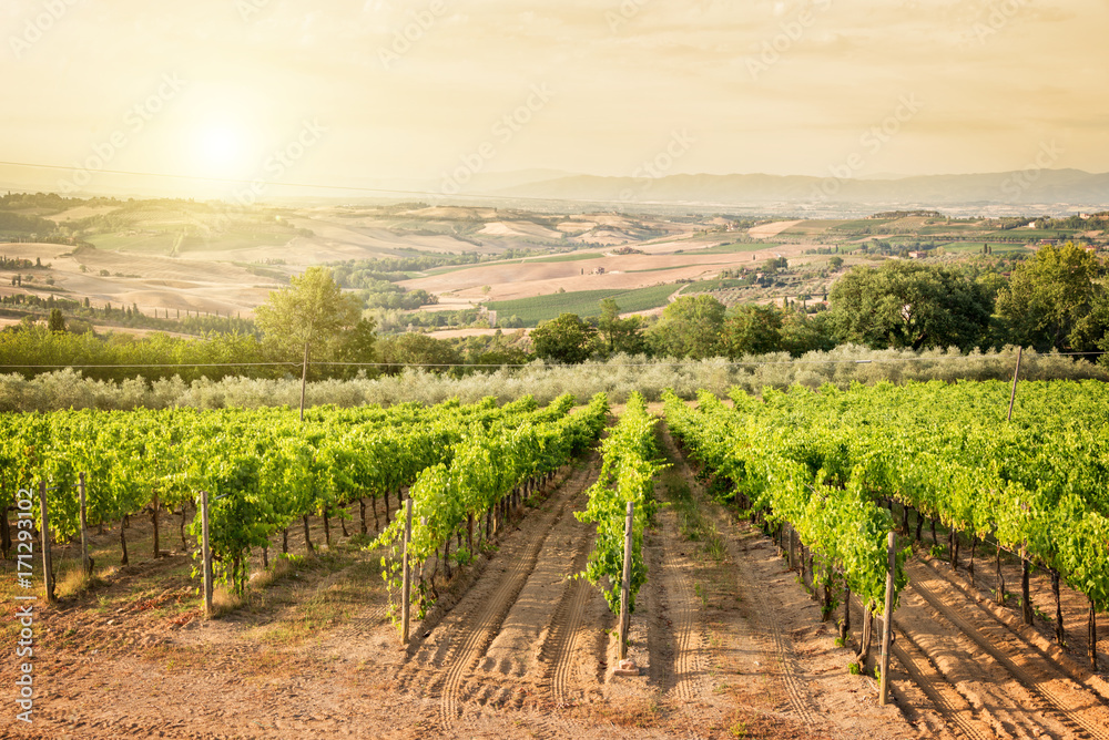 Vineyard in Tuscany near Montepulciano, Italy