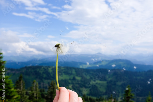 blowing a dandelion with alps in background