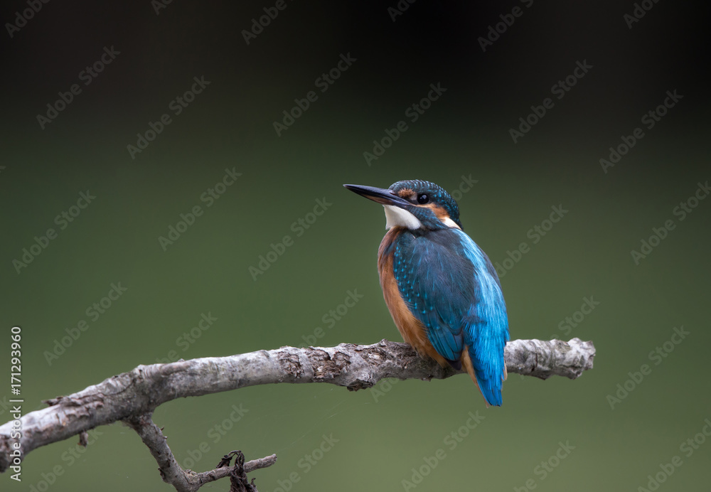 Kingfisher bird on branch Kingfisher bird on branch