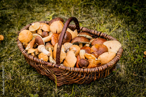 large basket full of fragrant and tasty forest mushrooms