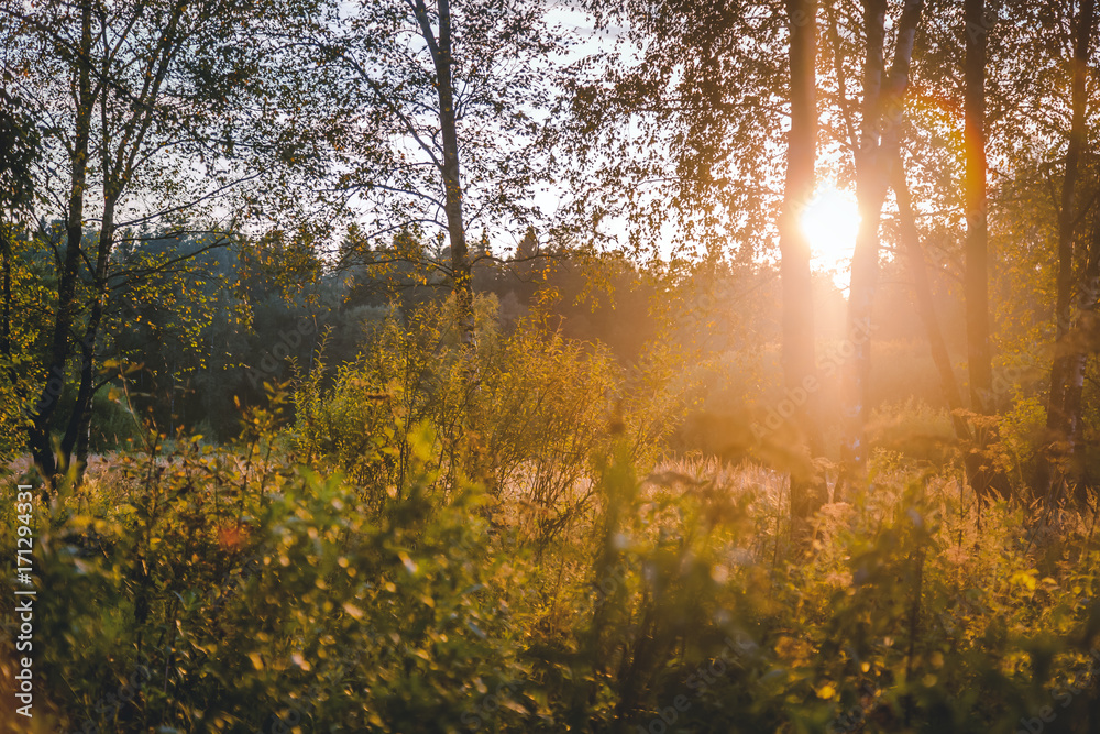 Fototapeta Zachód Słońca Lub Wschód Słońca W Krajobrazie Leśnym. Sun Sunshine Z Naturalne Promienie Słońca I Słońca Przez Lasy Drzewa W Lesie Letnich