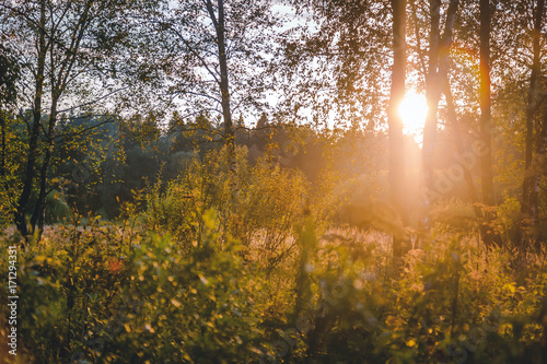 Sunset Or Sunrise In Forest Landscape. Sun Sunshine With Natural Sunlight And Sun Rays Through Woods Trees In Summer Forest