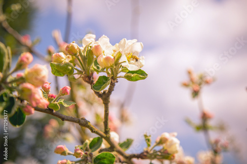 Wiosna w ogrodzie, kwiaty zakwitły, jabłoń styl Vintage