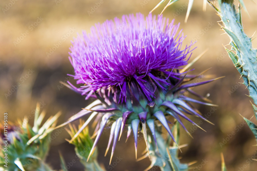 purple natural floral macro thistle flower purple natural floral macro thistle flower