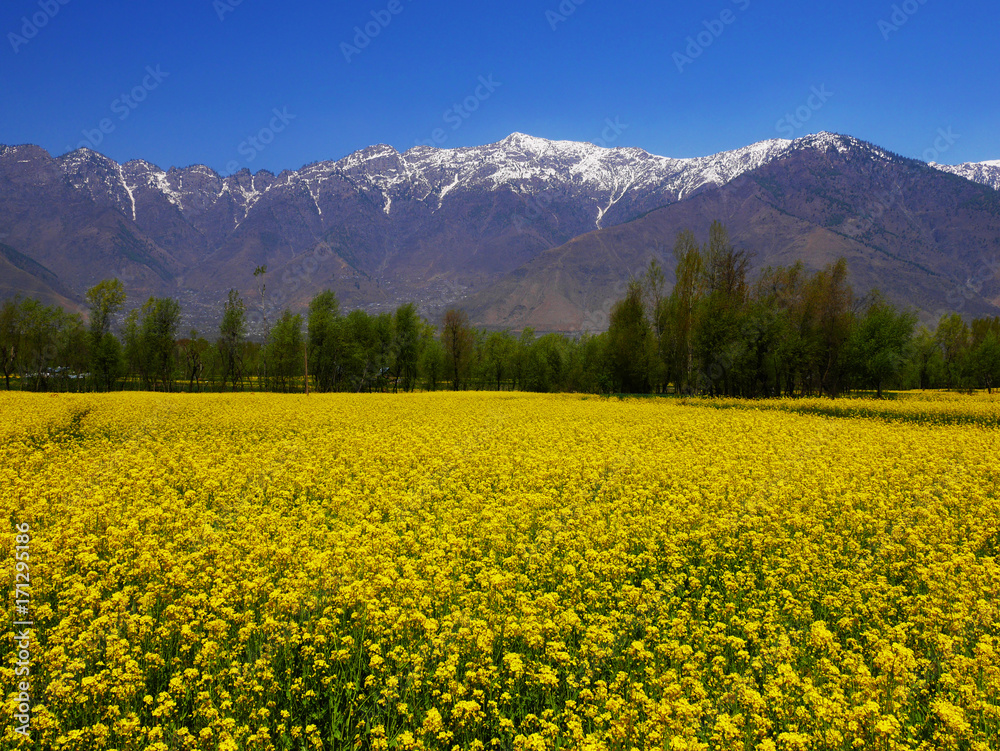 Colorful mustard field in Kashmir, India