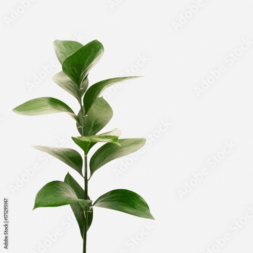 Minimal style. Minimalist Fashion photography. green leaves on white background. flat lay, top view